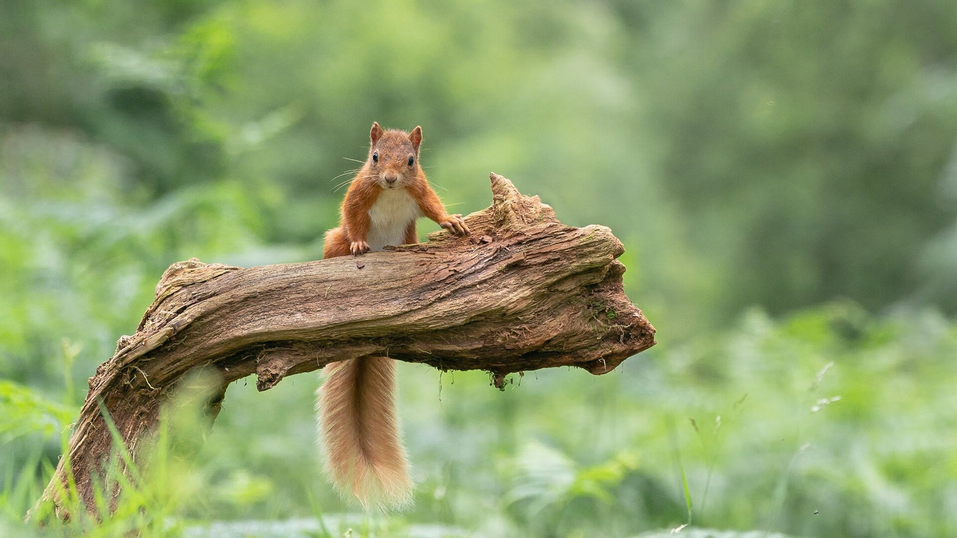 九游下载官网-“深度战术分析：联盟中最具创新的打法”，联盟创新案例